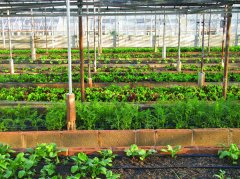 農(nóng)田小氣候觀測(cè)站為什么能增加農(nóng)業(yè)收入?