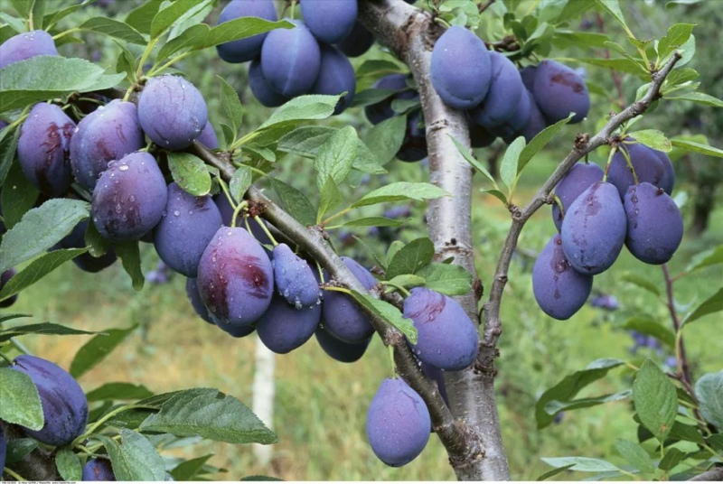 在園區部署農業用的氣象站,助力西梅種植 在園區部署農業用的氣象站,助力西梅種植
